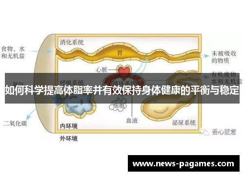 如何科学提高体脂率并有效保持身体健康的平衡与稳定